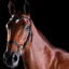 Collegiate ComFiTec Training Bridle in Black