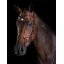Collegiate ComFiTec Training Bridle - Brown