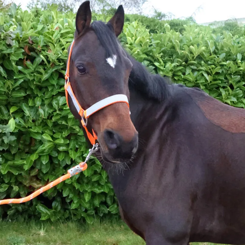 Hy Equestrian Reflector Head Collar and Lead Rope - Orange-1