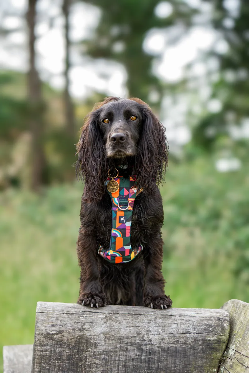 Twiggy Tags Adventure Harness 2.0  - Aurora-3