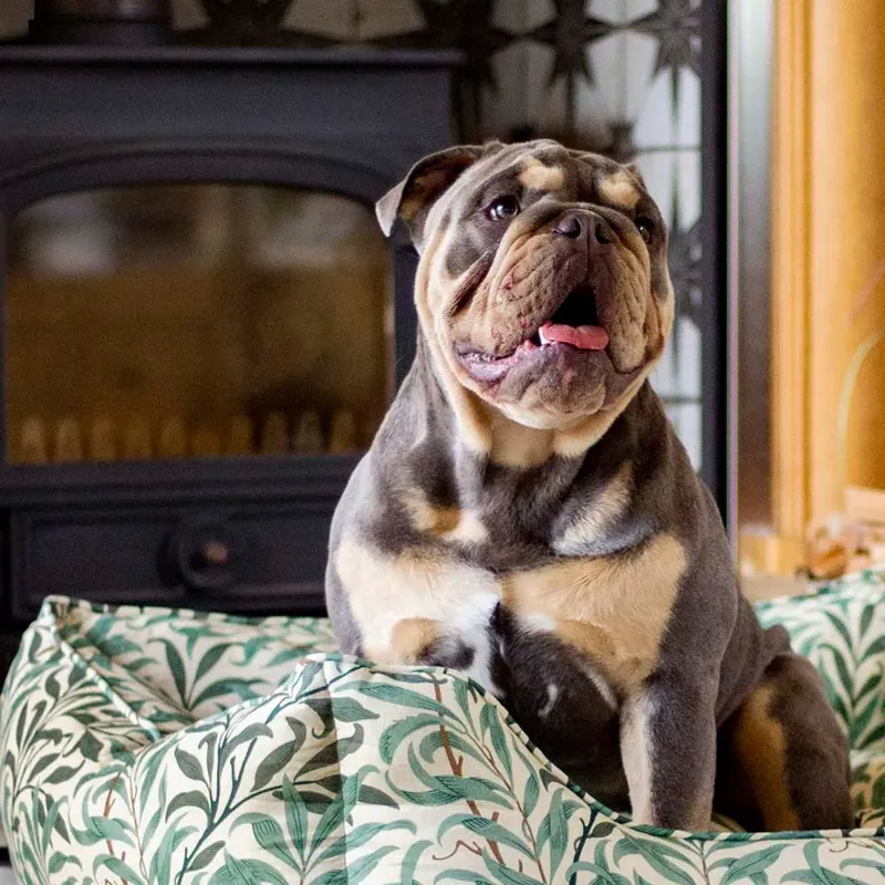 Morris and Co Willow Square Bed Boughs Print  - Small-4