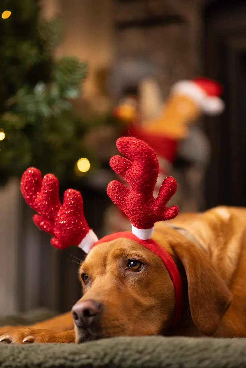 Red Sparkle Antlers Dog Headband-1